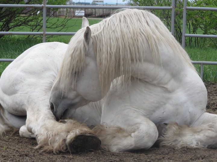 White Ardennes Horse
